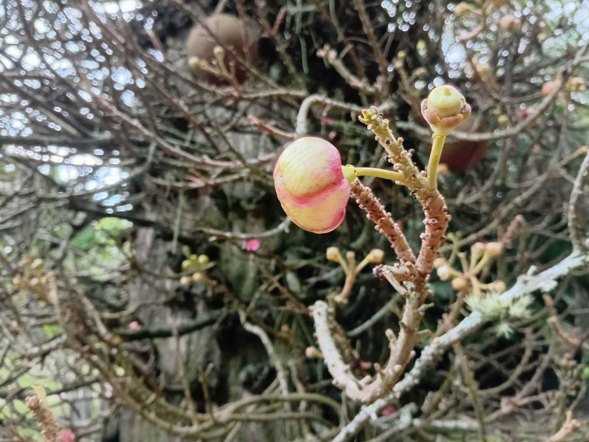 Gros plan d’un jeune bouton floral jaune et rose sur un arbre tropical, avec un arrière-plan flou de branches denses et de verdure.