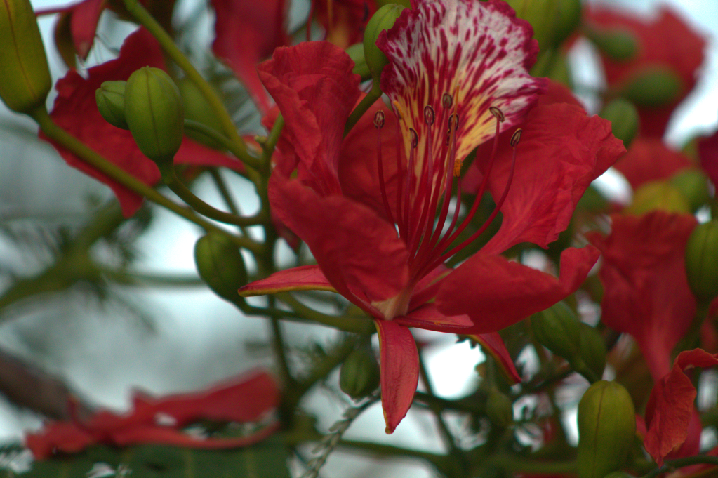 French (France) Le texte alternatif de l'image est : « Une fleur de flamboyant rouge. »